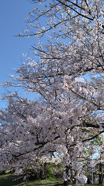 鴨川の桜①