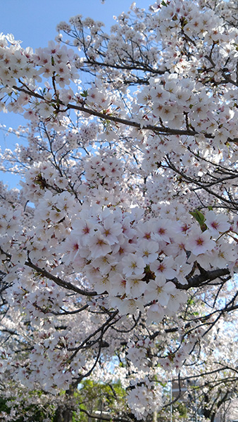 鴨川の桜②