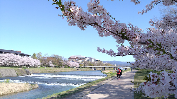 鴨川の桜③