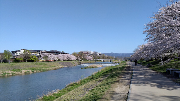 鴨川の桜④