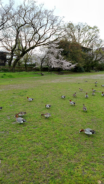 鴨川の鳥①