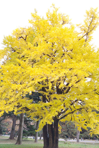 京都御苑（御所）の紅葉が見事でした