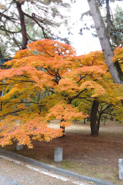 京都御苑（御所）の紅葉が見事でした