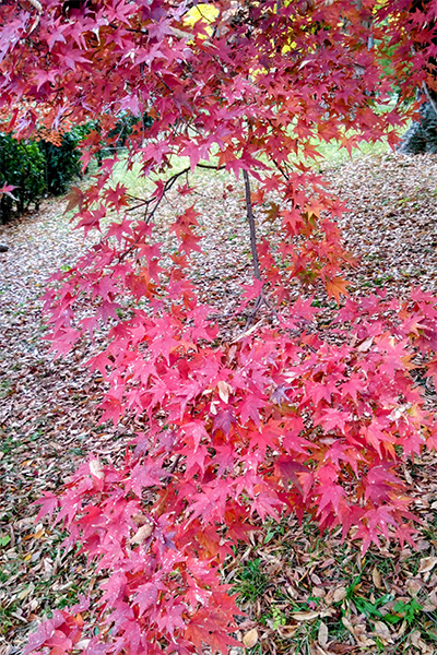 京都御苑の紅葉