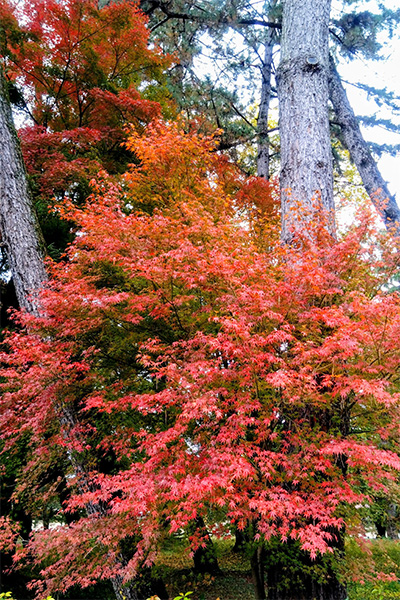 京都御苑の紅葉