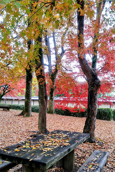 京都御苑の紅葉