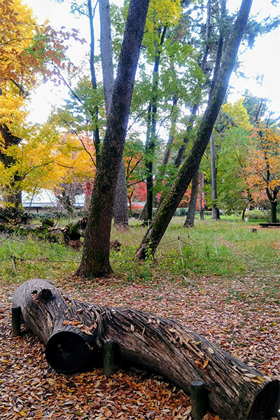 京都御苑の紅葉